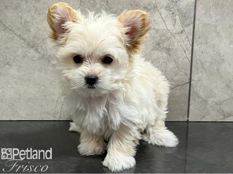 [#30467] Cream Male Morkie Puppies For Sale #1
