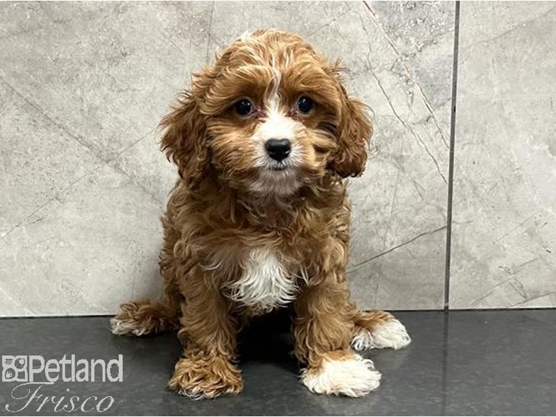 Red Cavapoo 8 Week Red Cavapoo Puppies