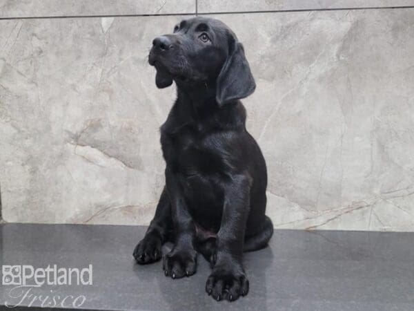 Labrador Retriever-Dog-Male-Black-30463-Petland Frisco, Texas