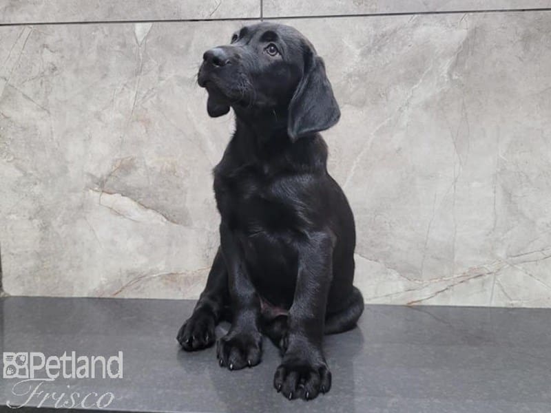 Labrador Retriever-Dog-Male-Black-3806827-Petland Frisco, Texas