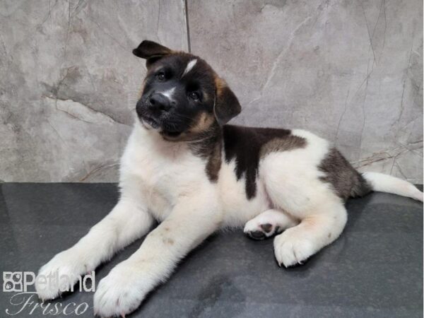 Akita-Dog-Male-Black and White-30462-Petland Frisco & Mckinney, Texas
