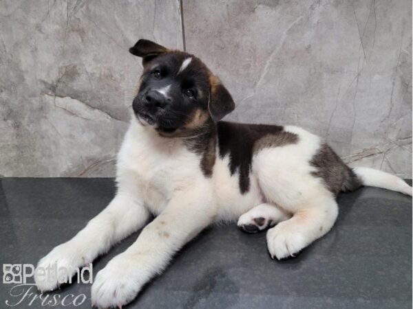 Akita Dog Male Black and White 30462 Petland Frisco, Texas