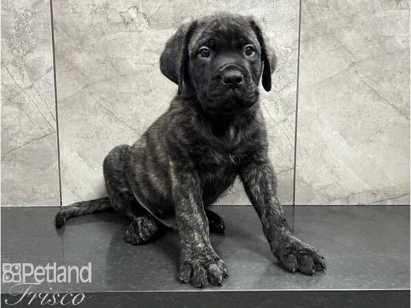 English Mastiff Dog Male Brindle 30460 Petland Frisco, Texas