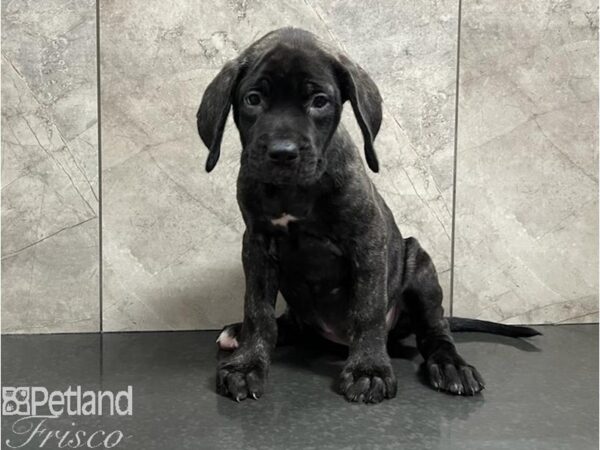 English Mastiff Dog Female Brindle 30459 Petland Frisco, Texas