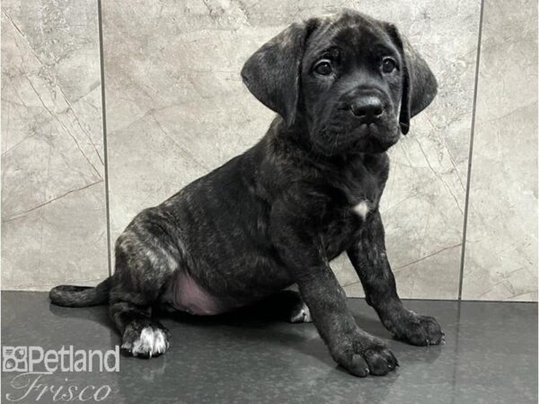 English Mastiff-Dog-Female-Brindle-30458-Petland Frisco, Texas