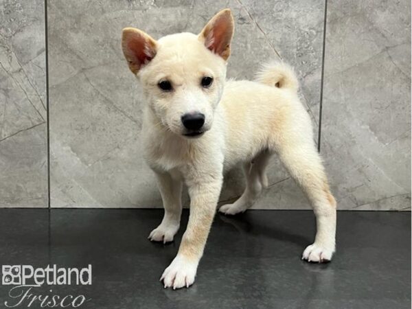 Shiba Inu Dog Male White 30457 Petland Frisco, Texas