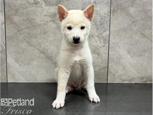 Shiba Inu Dog Male White 30456 Petland Frisco, Texas