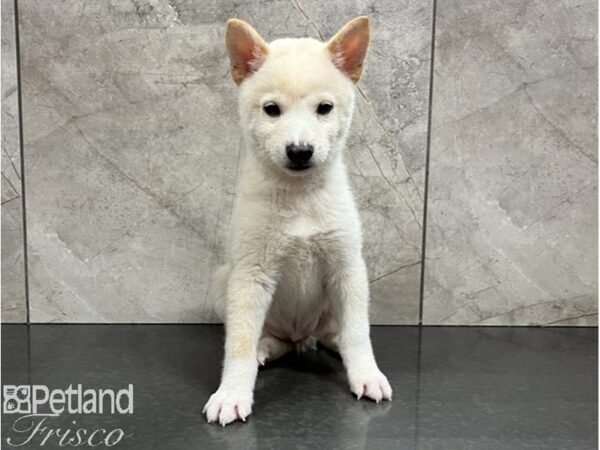 Shiba Inu Dog Male White 30456 Petland Frisco, Texas