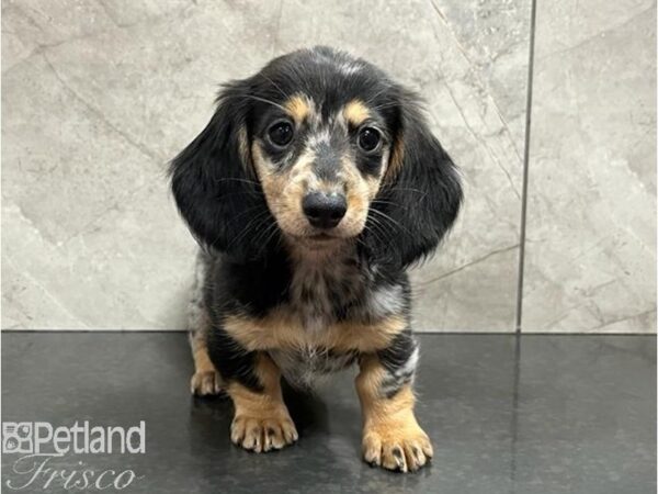 Dachshund Dog Female Black and Merle 30455 Petland Frisco, Texas