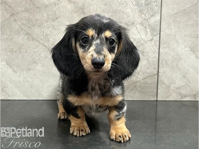 Dachshund Dog Female Black and Merle 30455