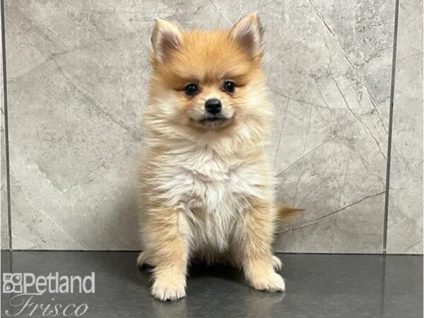 Pomeranian-Dog-Female-Red-30453-Petland Frisco & Mckinney, Texas