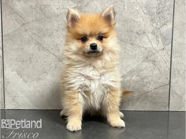 Pomeranian Dog Female Red 30453 Petland Frisco, Texas