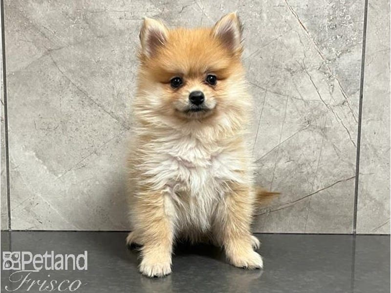 Pomeranian-Dog-Female-Red-3806660-Petland Frisco, Texas