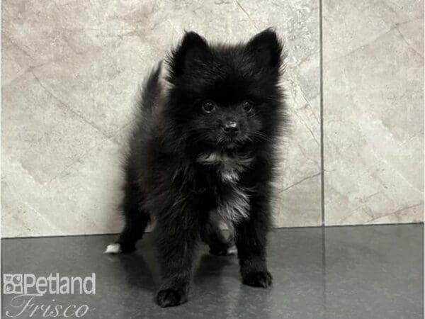 Pomeranian-Dog-Female-Black-30452-Petland Frisco, Texas