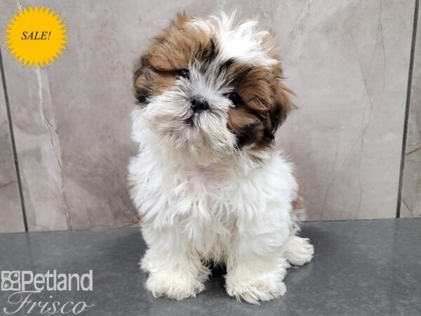 Shih Tzu-Dog-Male-Gold / White-30371-Petland Frisco, Texas