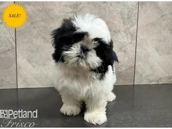 Shih Tzu-Dog-Male-Black / White-30372-Petland Frisco, Texas