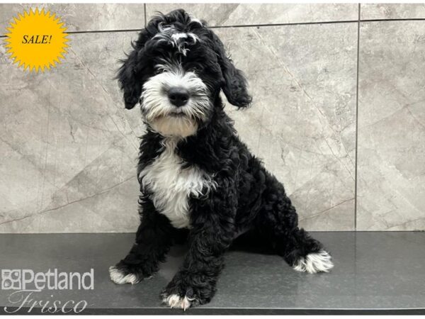 Sheepadoodle Mini Dog Male Black 30374 Petland Frisco, Texas