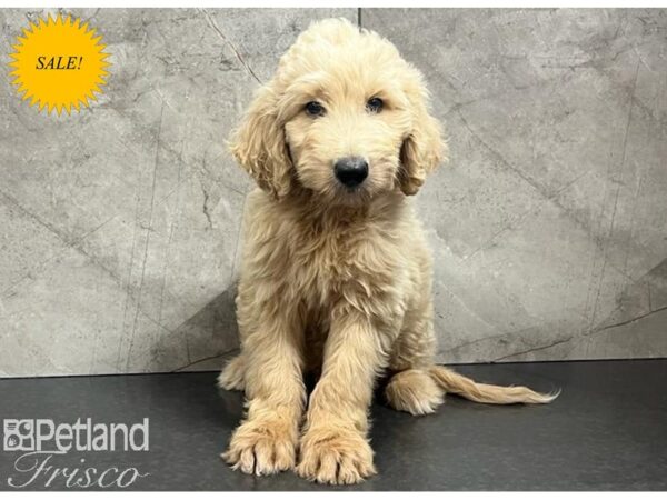 Goldendoodle-Dog-Male-Golden-30385-Petland Frisco, Texas