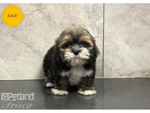 [#30387] Red Brindle & Tan Female Lhasa Apso Puppies For Sale