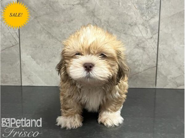 Lhasa Apso Dog Male Liver Brindle 30389 Petland Frisco, Texas