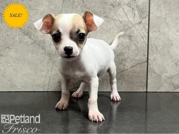 Chihuahua-Dog-Male-White and Fawn-30404-Petland Frisco, Texas