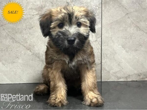 Soft Coated Wheaten Terrier-Dog-Female-Wheaten-30411-Petland Frisco, Texas