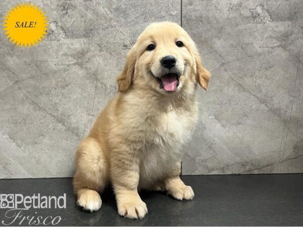 Golden Retriever-Dog-Female-Golden-30413-Petland Frisco, Texas