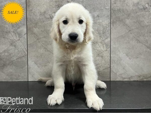 Golden Retriever Dog Male Light Golden 30414 Petland Frisco, Texas