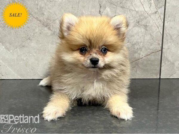 Pomeranian-Dog-Male-Orange Sable-30416-Petland Frisco, Texas