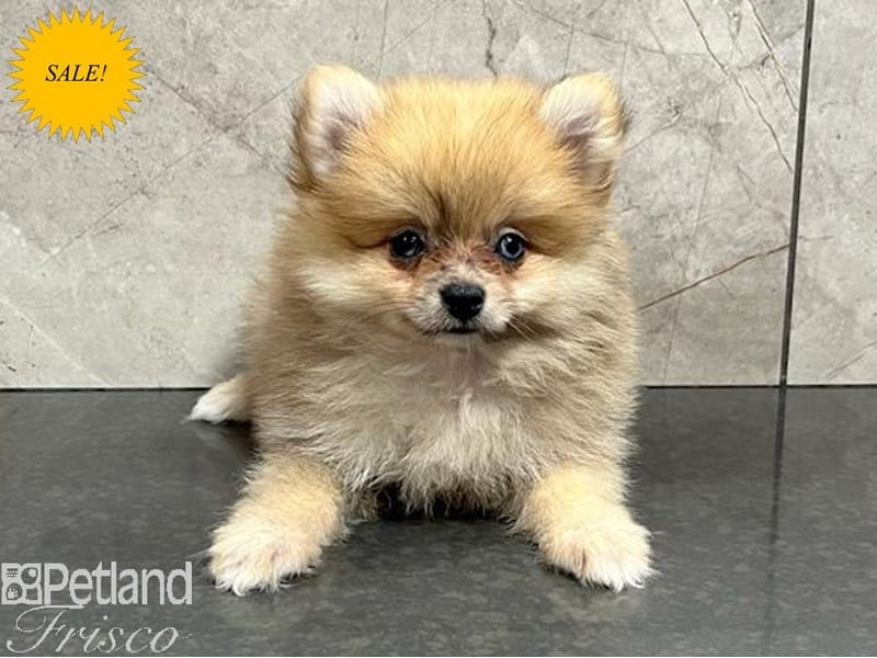 Pomeranian-Dog-Male-Orange Sable-3790736-Petland Frisco, Texas
