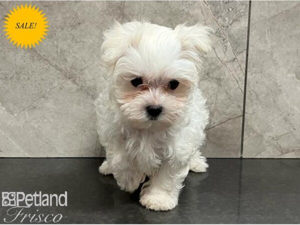 Maltese Dog Female White 30419 Petland Frisco, Texas