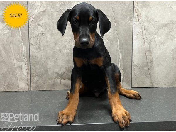 Doberman Pinscher-Dog-Male-Black and Tan-30448-Petland Frisco & Mckinney, Texas