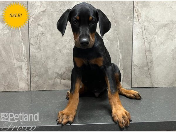 Doberman Pinscher Dog Male Black and Tan 30448 Petland Frisco, Texas