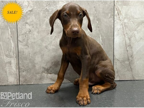 Doberman Pinscher Dog Male Chocolate and Tan 30449 Petland Frisco, Texas