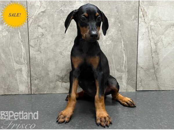 Doberman Pinscher Dog Female Black and Tan 30450 Petland Frisco, Texas