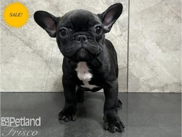 French Bulldog Dog Female brindle 30454 Petland Frisco, Texas