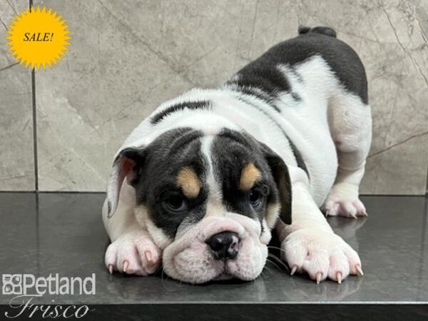 English Bulldog Dog Male Blue and White Pied 30464 Petland Frisco, Texas