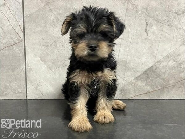 [#30491] Black / Tan Female Yorkshire Terrier Puppies For Sale
