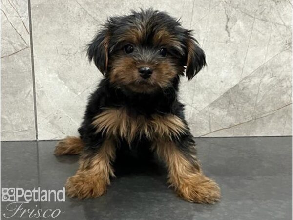 Yorkshire Terrier Dog Male Black / Tan 30490 Petland Frisco, Texas