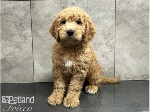 Goldendoodle Mini Dog Male Golden 30489 Petland Frisco, Texas