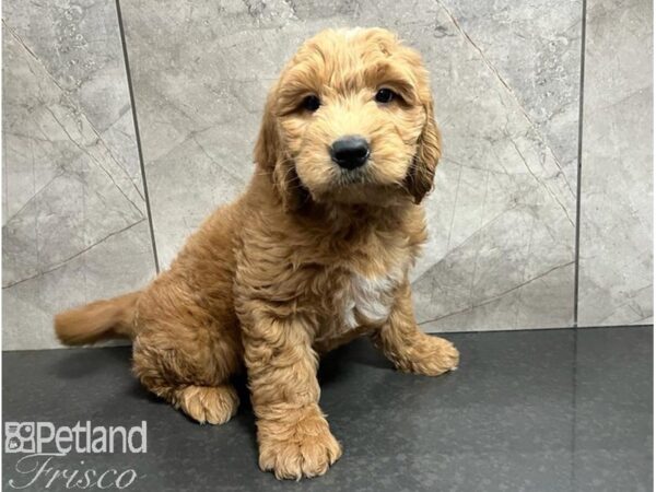 Goldendoodle Mini Dog Male Golden 30488 Petland Frisco, Texas