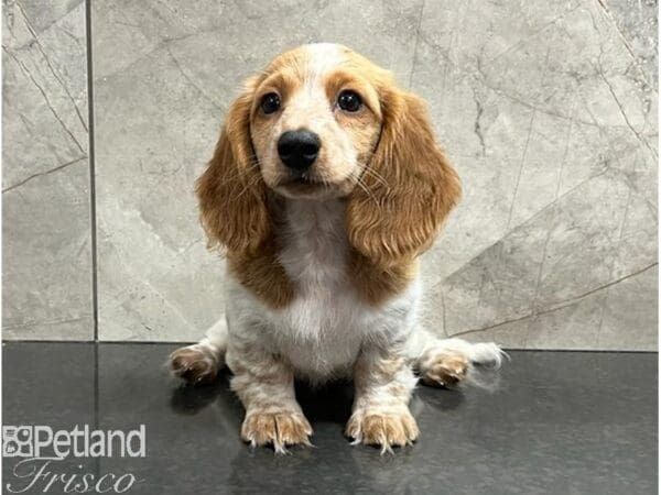 [#30487] Red and White Parti Female Miniature Dachshund Puppies For Sale