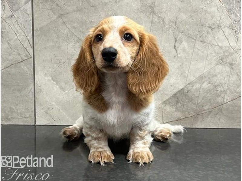 [#30487] Red and White Parti Female Miniature Dachshund Puppies For Sale