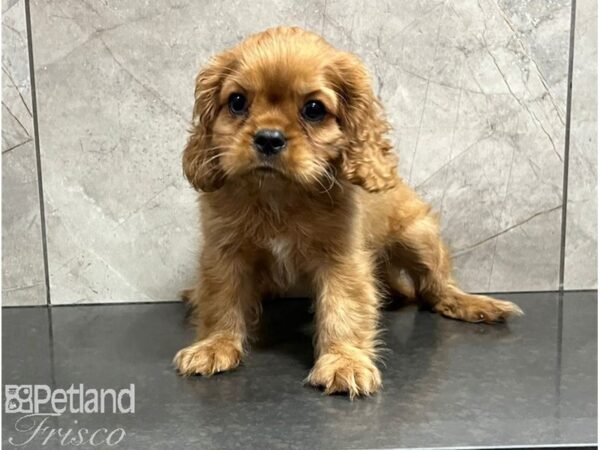 Cavalier King Charles Spaniel Dog Male Ruby 30486 Petland Frisco, Texas