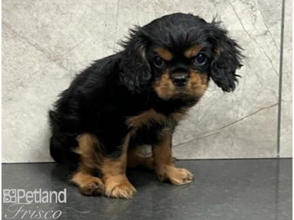 Cavalier King Charles Spaniel Dog Male Black / Tan 30485 Petland Frisco, Texas