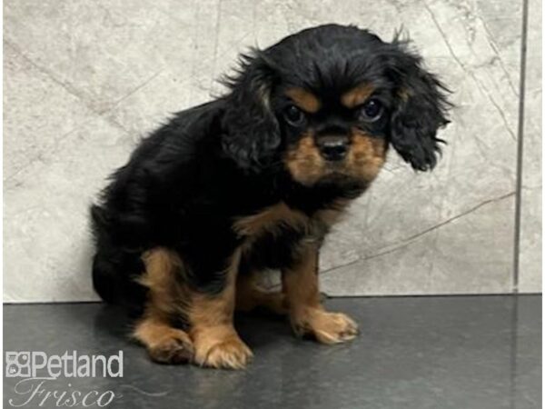 Cavalier King Charles Spaniel-Dog-Male-Black / Tan-30485-Petland Frisco, Texas