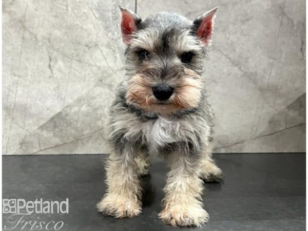 Miniature Schnauzer-Dog-Male-Salt / Pepper-30483-Petland Frisco, Texas