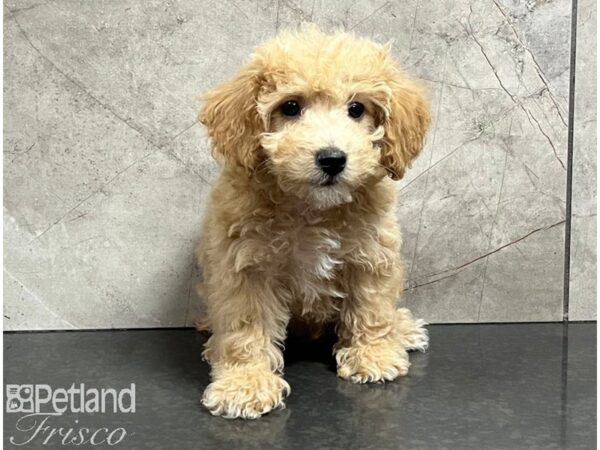 Maltipoo Dog Male Apricot 30482 Petland Frisco, Texas