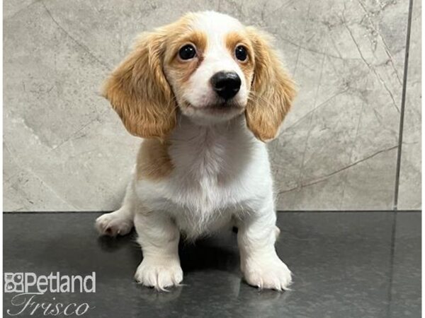 Miniature Dachshund Dog Male Red and White 30481 Petland Frisco, Texas