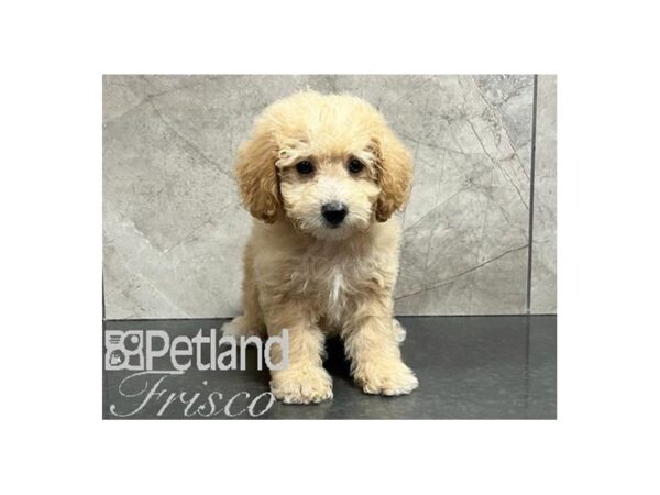 Maltipoo-Dog-Male-Apricot-30480-Petland Frisco & Mckinney, Texas
